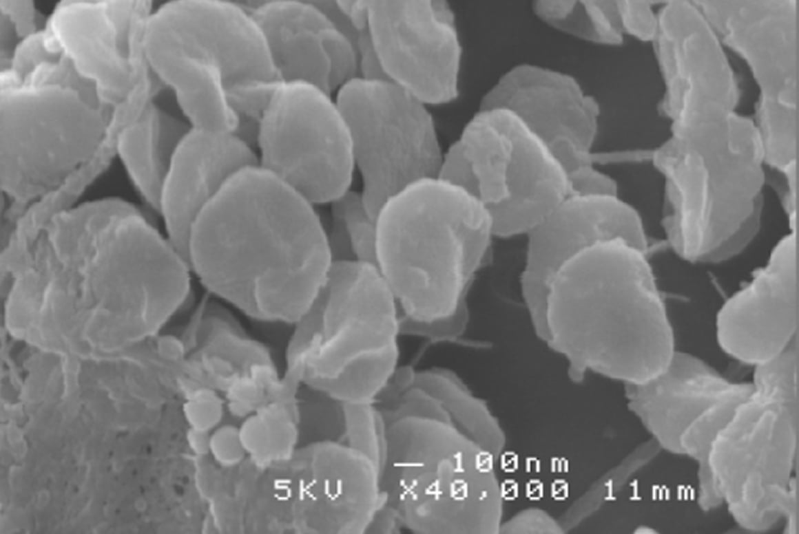 Dehalococcoides属細菌を独自開発技術で培養